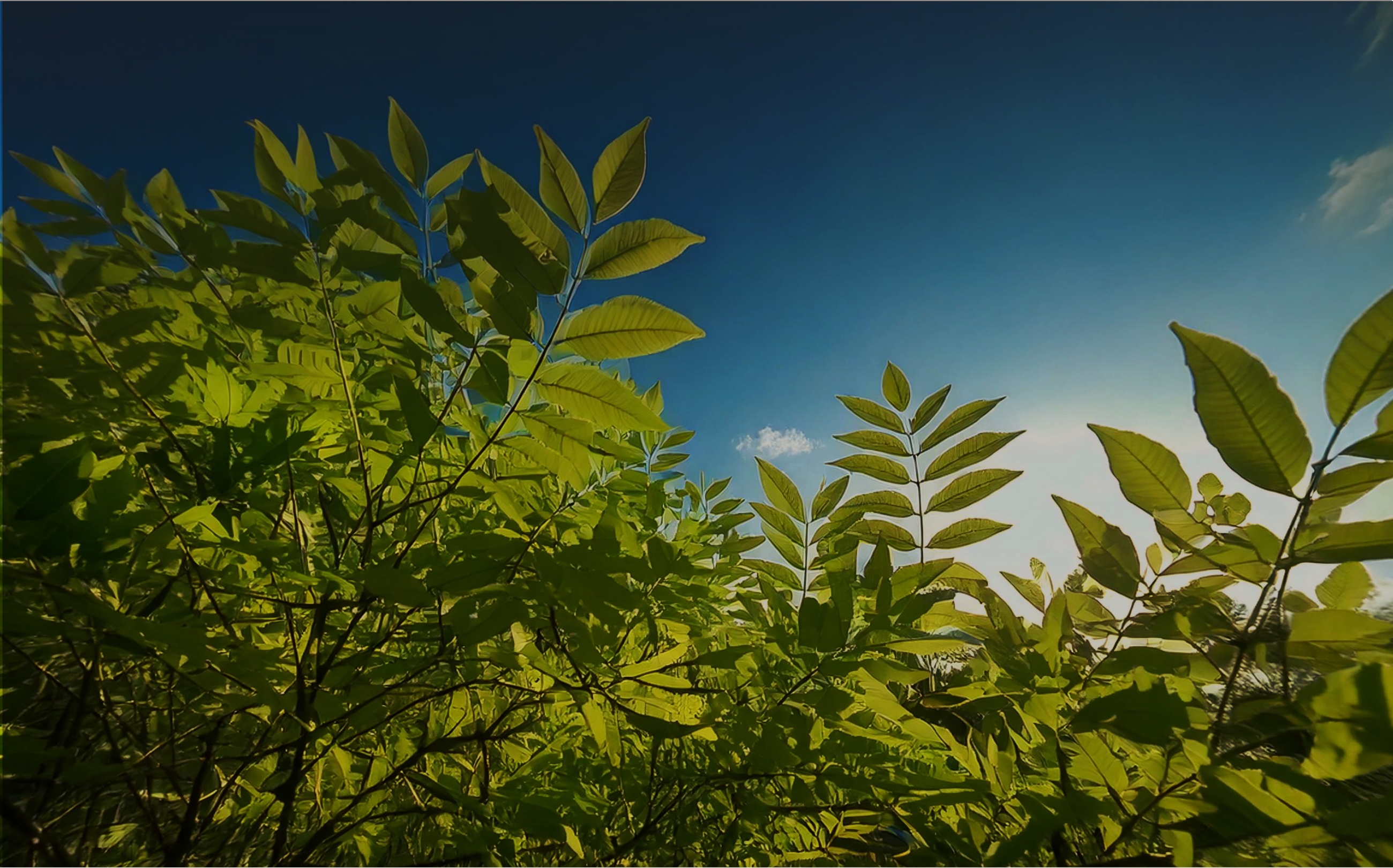 髪本来の美しさを引き出す、自然派ヘアケアサロン。